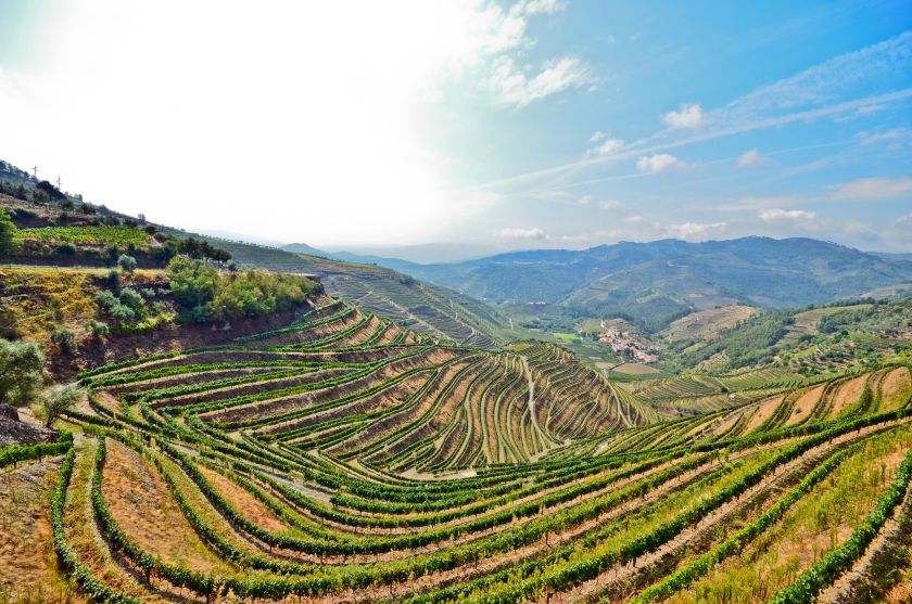 Portuguese vineyards in the douro valley